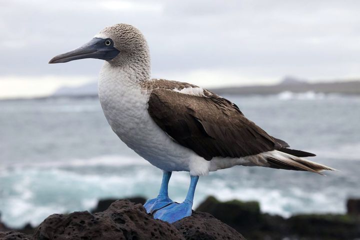 1024px-Sula_nebouxii_-Santa_Cruz_Galapagos_Islands_Ecuador-8_1.jpg
