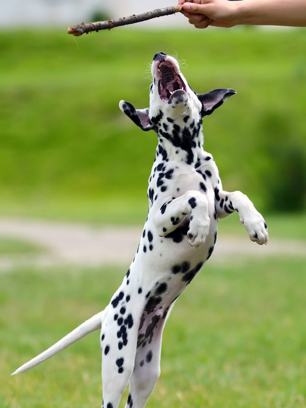 dalmatian-dog-outdoors-in-summer-PRZEDG4