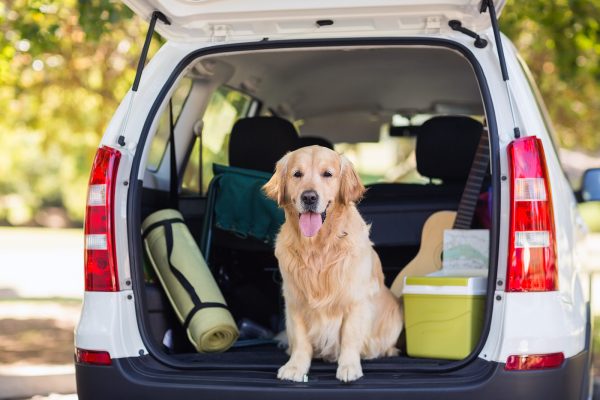 domestic-dog-sitting-in-the-car-trunk-P7XGLZH