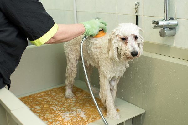 groomer-in-a-pet-salon-washing-a-white-dog-PD72ZSY