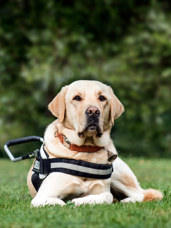 Master – Pet Care